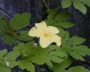 直径４ｃmほどの花が咲きます