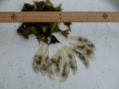 河骨の種と　ヒシの実