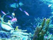 池袋サンシャインの水族館