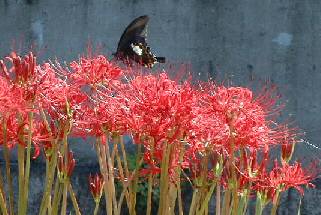 花と蝶